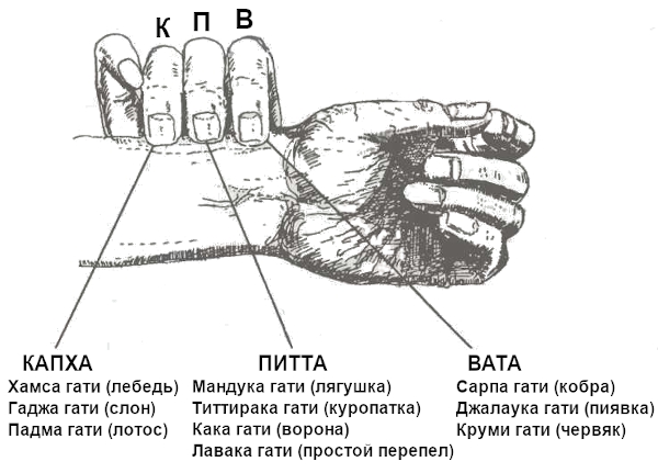 Виды гати пульса