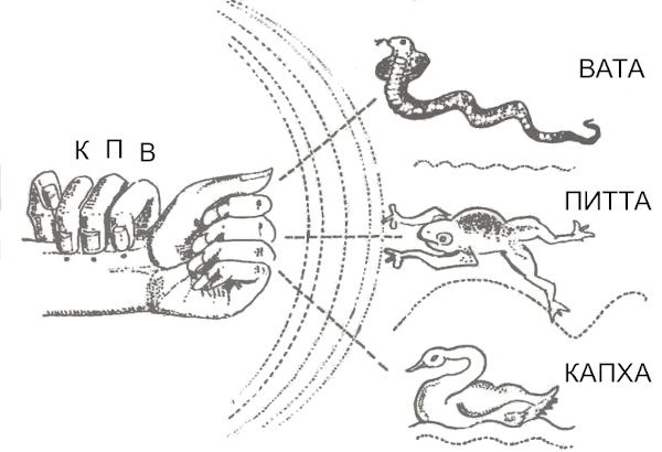 Вата-пульст - сарпа гати (пульс-кобра), питта-пульс - мандука гати (пульс-лягушка), капха-пульс - хамса гати (пульс-лебедь)